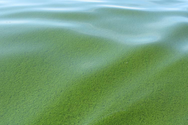 Afa Algen im Wasser Afa Algen im Wasser