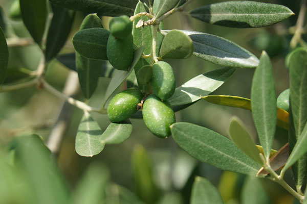 Vergessene Olivensorten