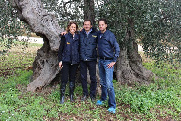 400 Jahre alter Olivenbaum