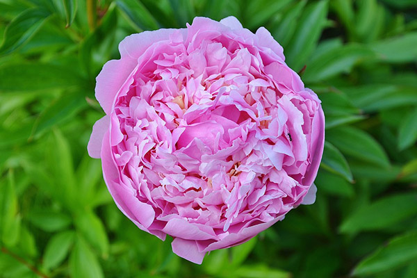 Damaszener Rose