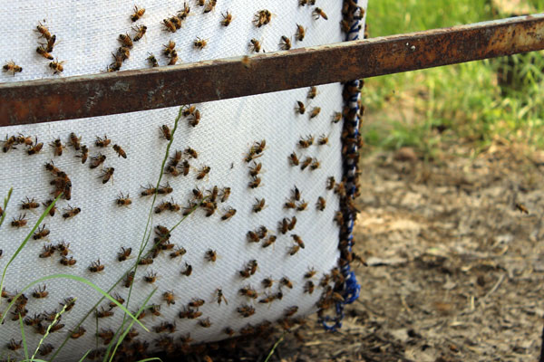 Trester mit Bienen