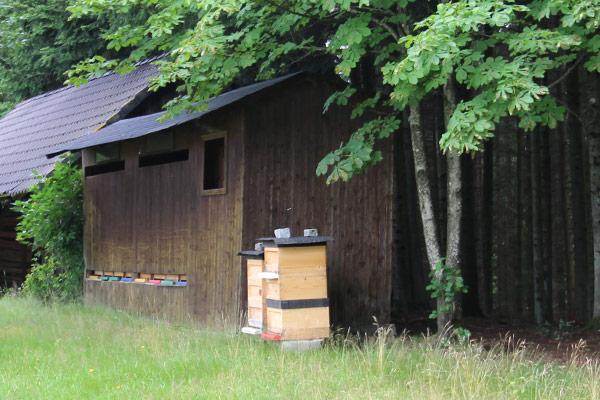 Bienenstöcke am Waldrand