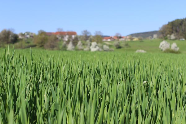 Gerstengras aus Österreich Essential Foods