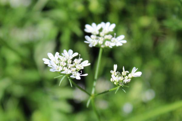 Koriander – ein Kraut mit vielen Namen