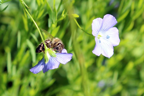 Leinblüte mit Biene