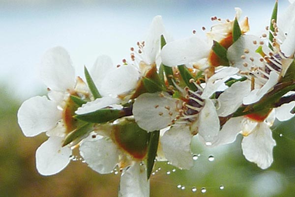 Aktiver Manuka Honig aus Neuseeland