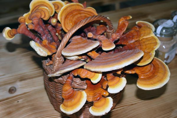 Reishi