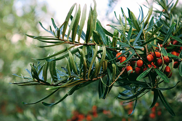 Sanddornbeeren sind reich an Vitamin C